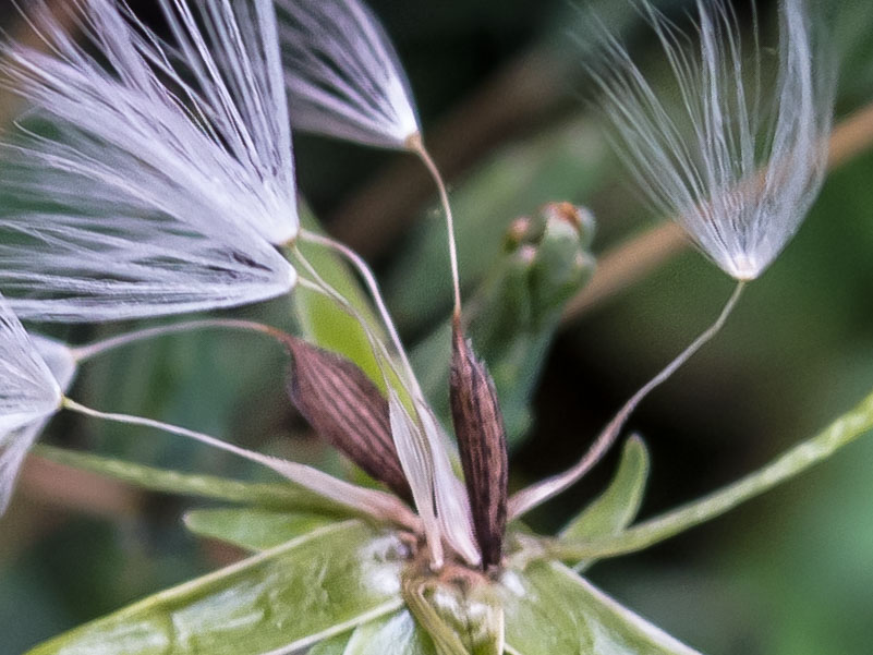 Lactuca serriola